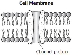 Bio 1 Warm-up Quiz #7 - Quiz